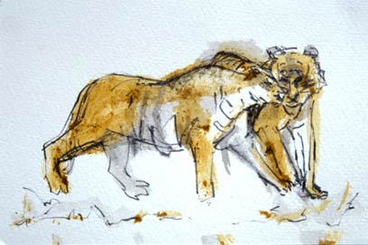 Tiger Courtship [set of 4]