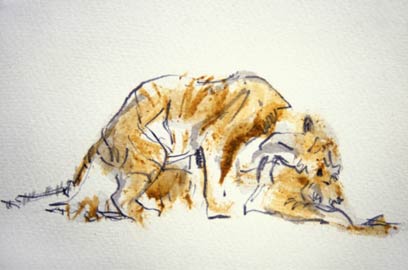 Tiger Courtship [set of 4]