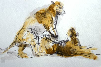Tiger Courtship [set of 4]